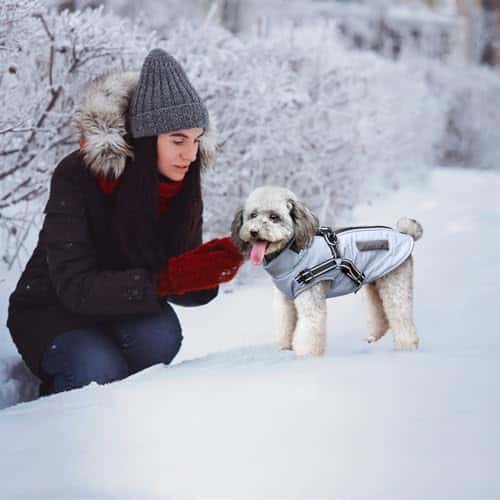 Koera riideese – veekindel, helkiv, soe (Oslueidy)