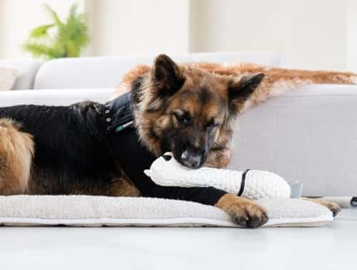 Taastumisbody (kassile/koerale) suurus M, värv must (Suitical)