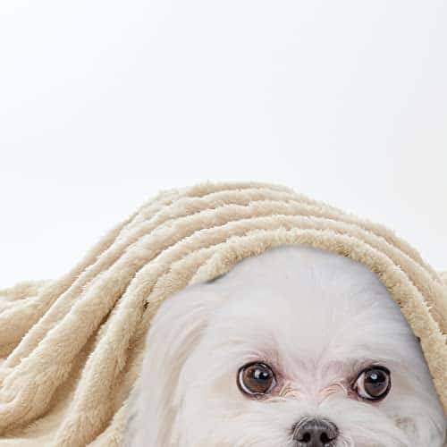 Lemmiklooma tekk/kate – pehme, pestav suurus Large(100*120cm), värv beež (MIULEE)