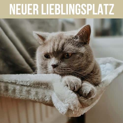 Kassivoodi värv Anthrazit (ne&no)