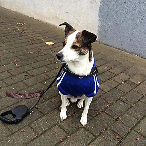 Koera kampsun – soe (Eastlion)