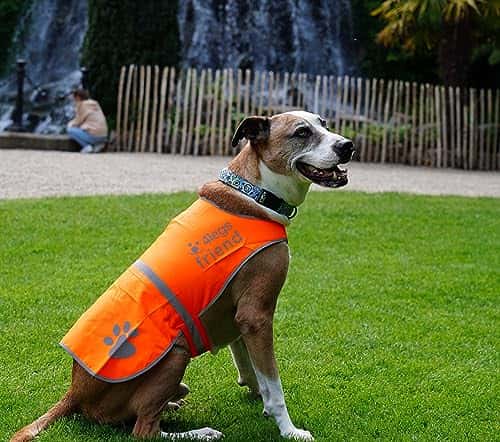Koera turvavest – kõrge nähtavus suurus XS, värv oranž (4LegsFriend)