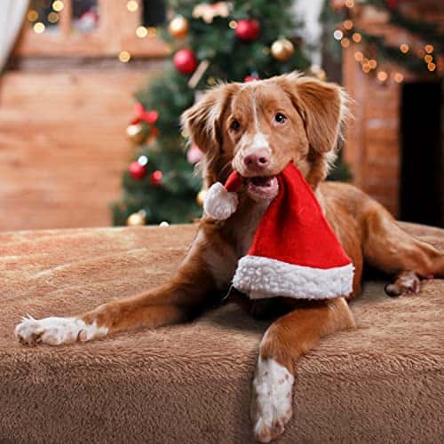 Lemmiklooma tekk/kate – soe, pehme, pestav (Nobleza)