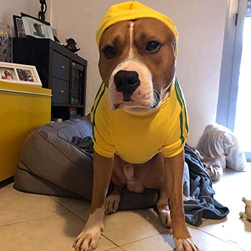 Koera kampsun – soe (Eastlion)