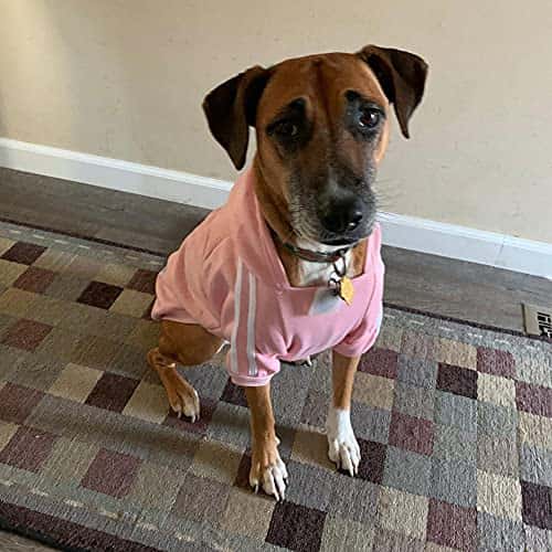 Koera kampsun – soe (Eastlion)