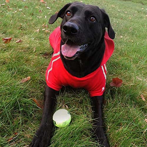 Koera kampsun – soe (Eastlion)