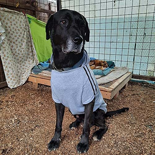 Koera kampsun – soe (Eastlion)