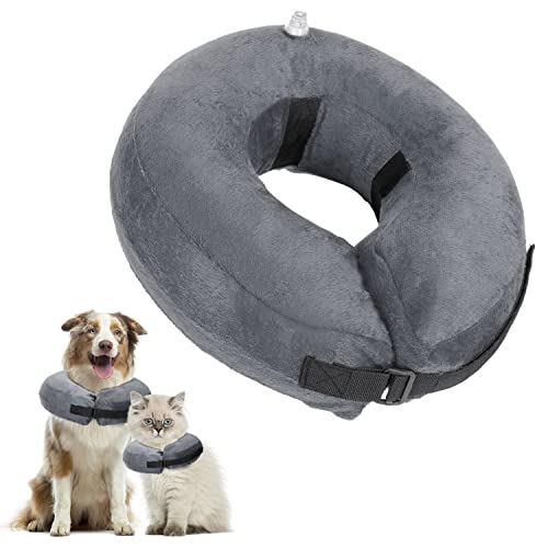 Taastumiskrae (Elizabethi krae) XL (24.4+ inches) (Nobleza)