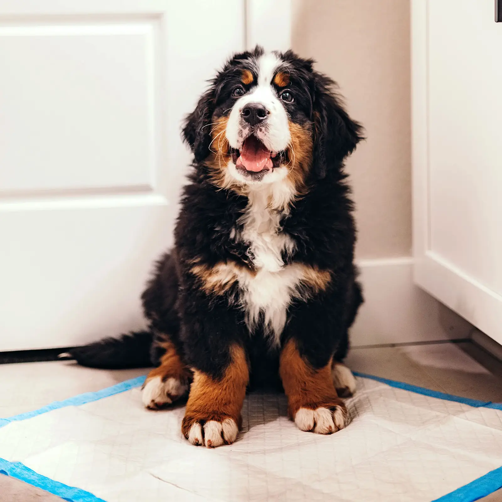 Four Paws 100546531 ühekordsed treeningpadjad pakend ja tarvikud 8