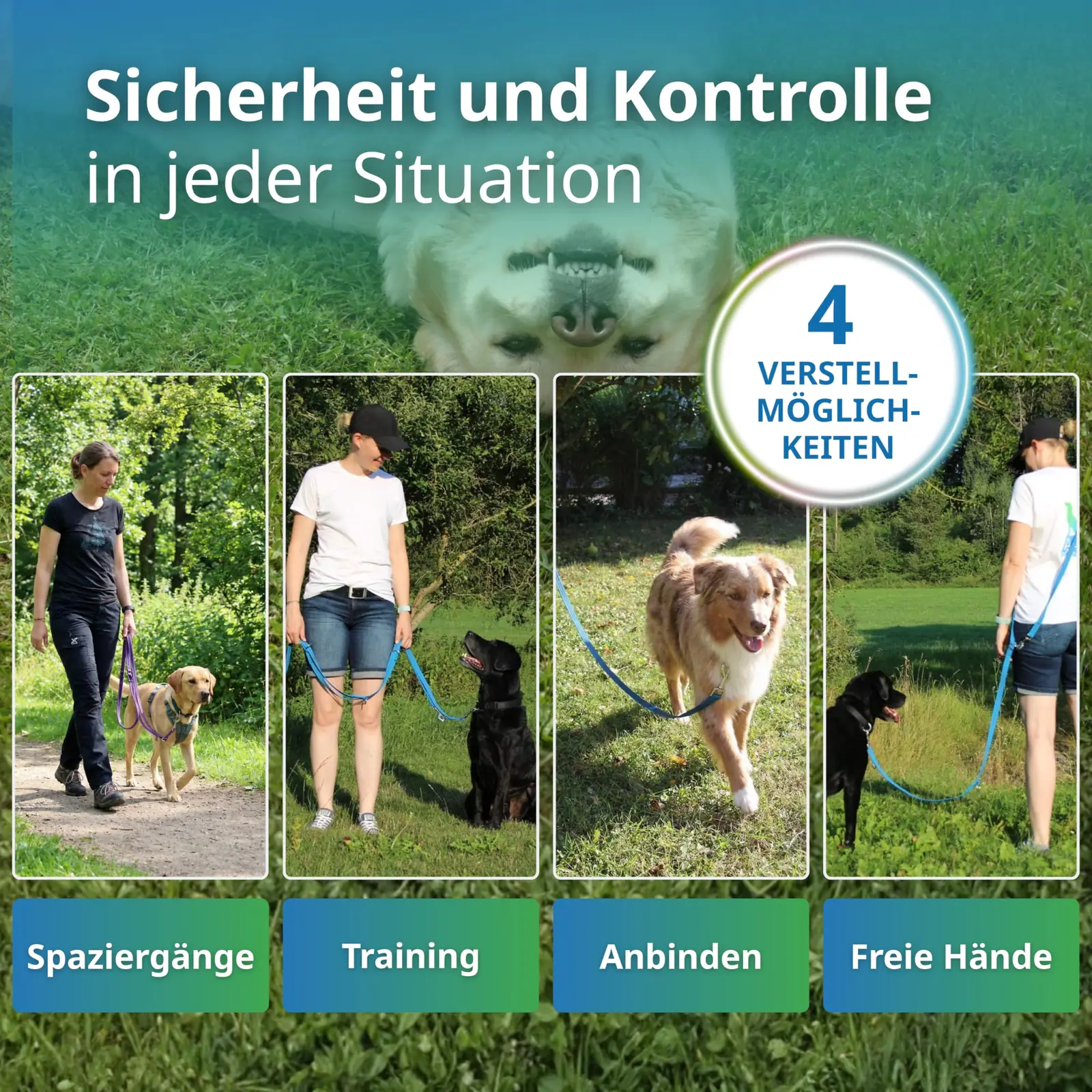 Activity4Dogs rakmed tagantvaade
