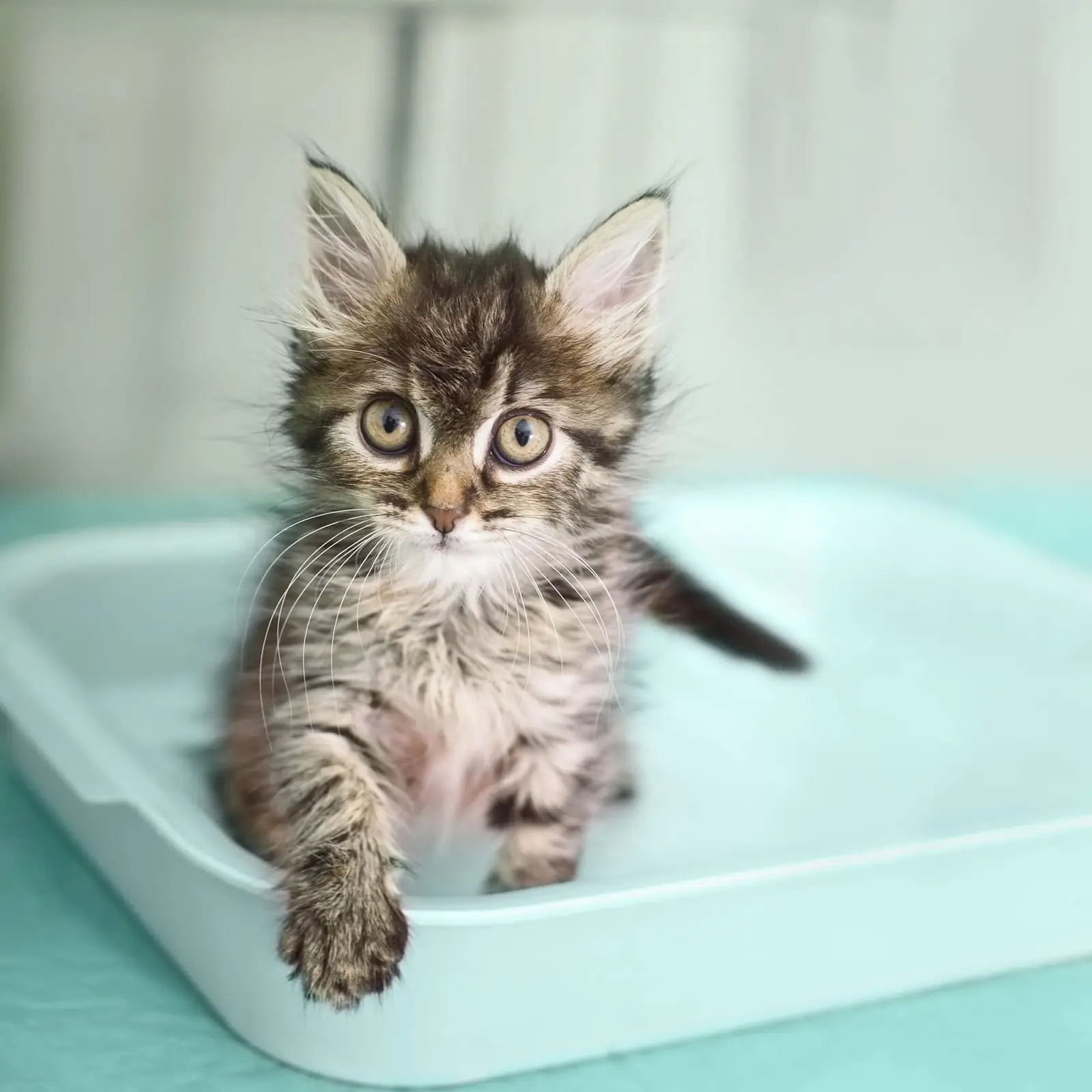 PrimaCat PC5LUNSCENT kassi wc kasutusnäide